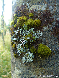 Lichens sur frêne